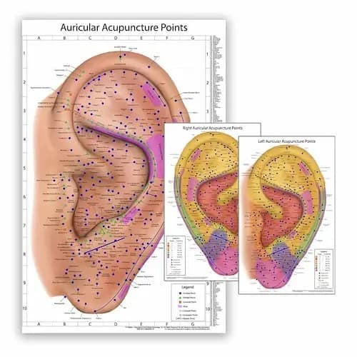Auriculotherapy wall charts and reference charts.