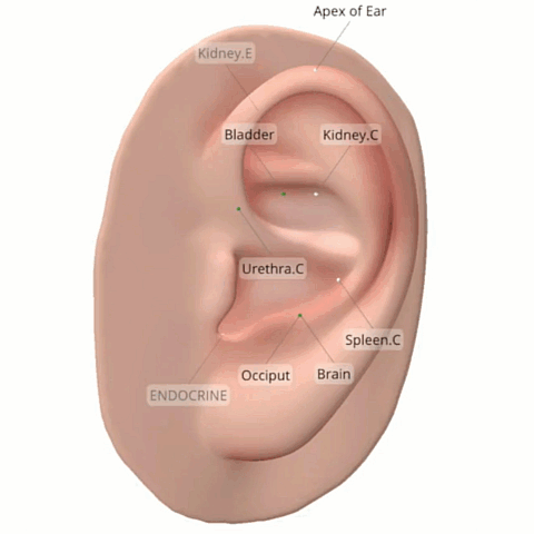 Auriculo 360 rotating a 3D ear with protocol points labeled