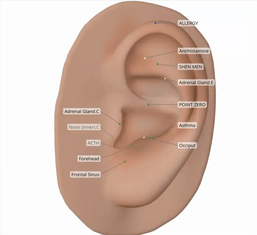 Auriculo 360 rotating a 3D ear with protocol points labeled
